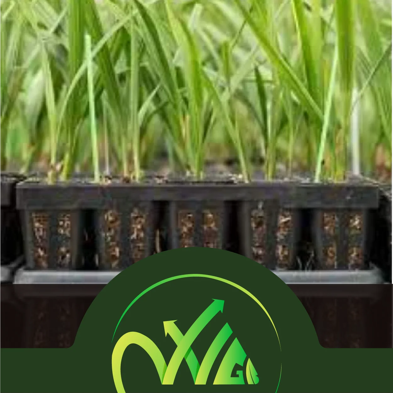 حبوب وأشجار البن